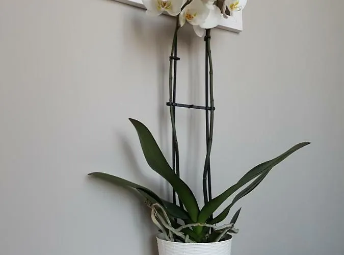 Casa Bruna 베르바니아